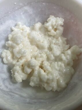 Organic Live Probiotic Milk Kefir Grains Start For Homemade Kefir Shipped Fresh